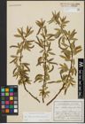 Foto von Salix alba subsp. vitellina (L.) Arcang. x Salix fragilis L.